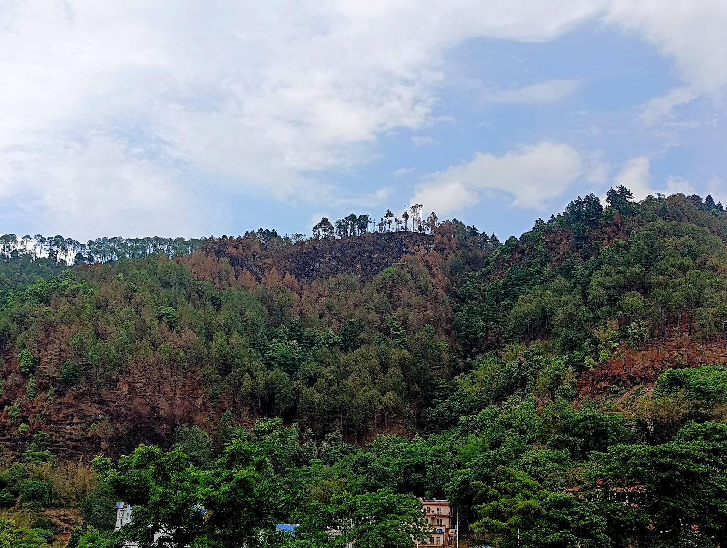 बडिखेलको तपेश्वर मन्दिरको जंगलमा लागेको डढेलोबाट जलेका रुखहरु । तस्बिरः विवेक वर्णवाल