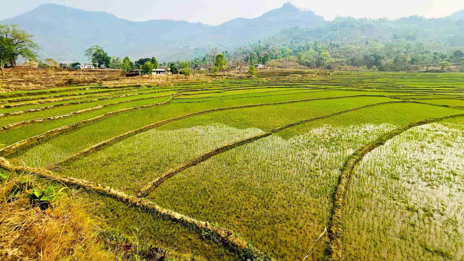 सिँचाइ अभावले चैते धानखेती घट्दै