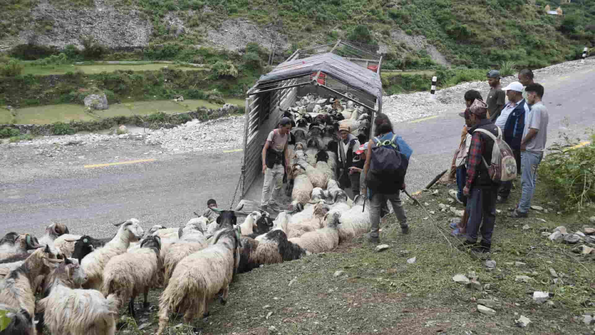 सहरको स्वादका लागि छुट्छ हिमालको दसैँ–तिहार