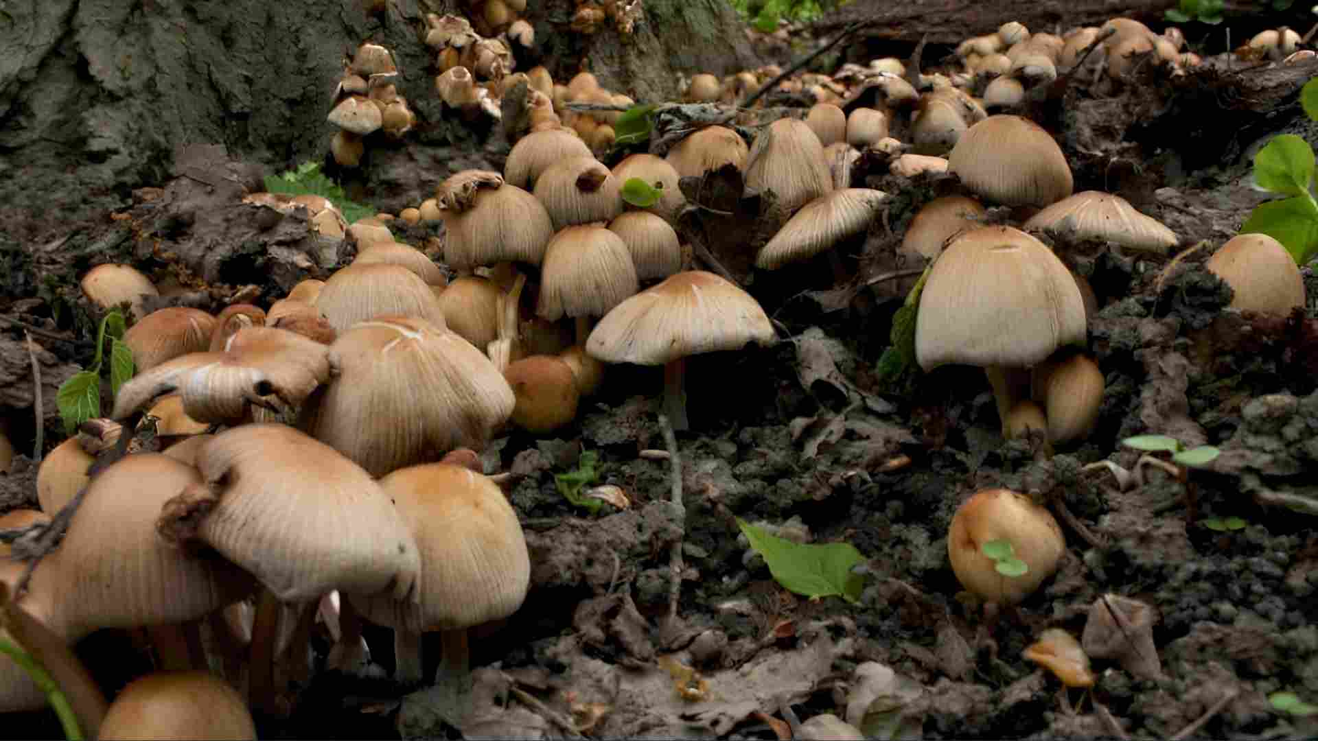 रैथाने वनस्पति र च्याउ प्रजाति सङ्कटमा