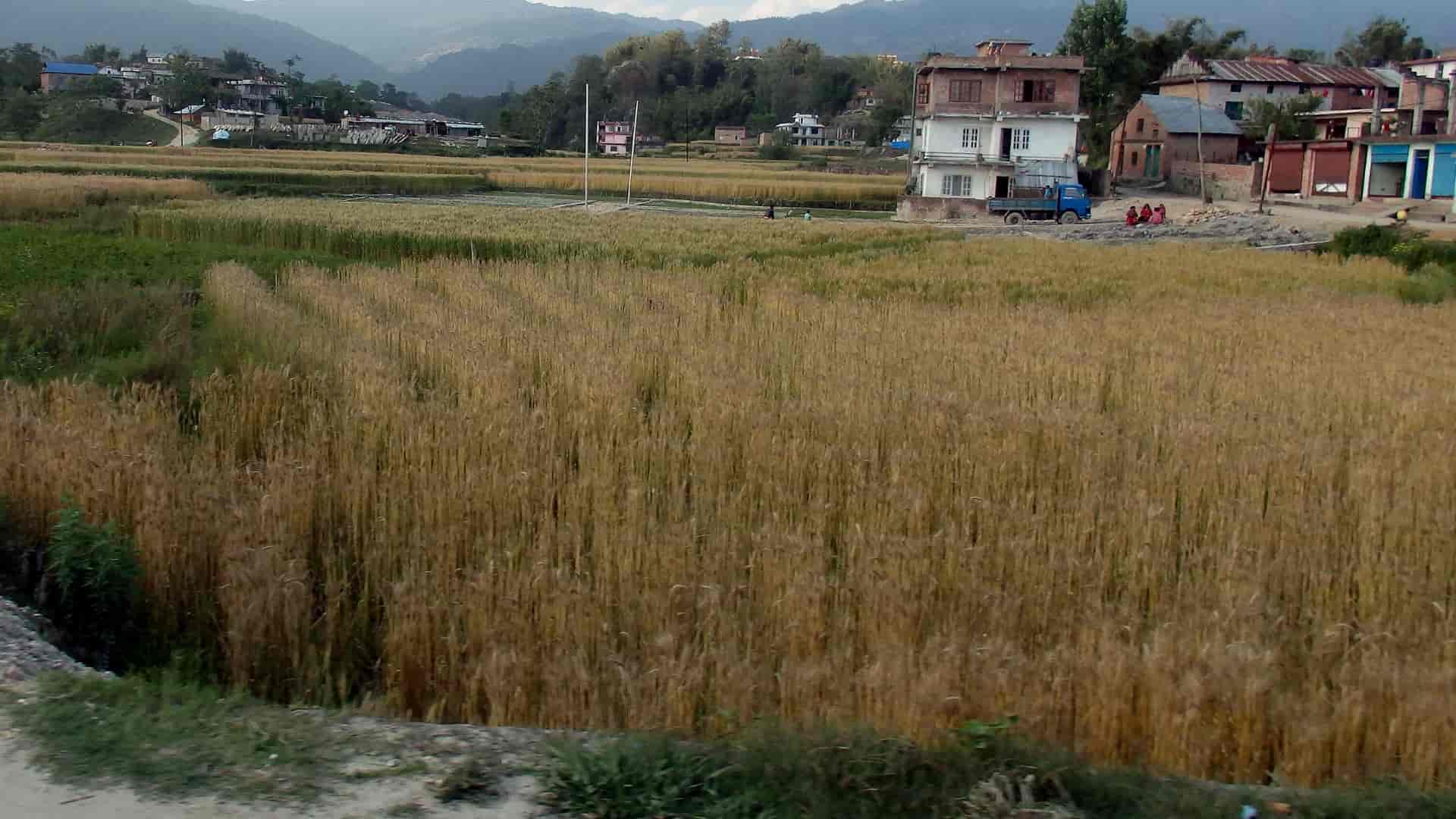 कृषि क्षेत्रमा बजेट बढ्दो, उत्पादन घट्दो