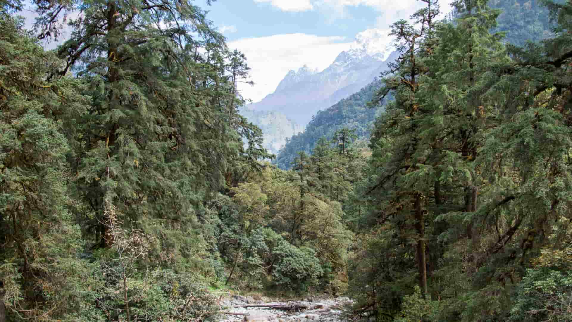 वन ऐनको दफा ४२ मा संशोधन: नयाँ व्यवस्था ‘केही खुकुलो’, तर अझै अपर्याप्त