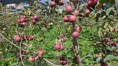जुम्लामा उत्पादन भएको स्याउको अधिक माग