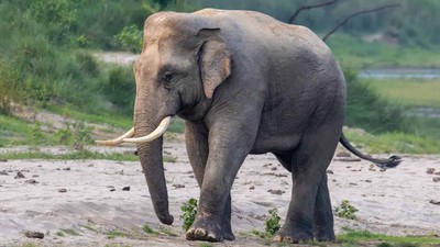 करेन्ट लागेर जङ्गली हात्ती ‘रोनाल्डो’को मृत्यु
