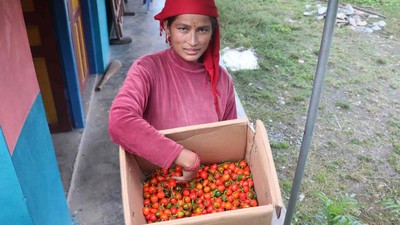 अकबरे खुर्सानीले बजार र मूल्य नपाउँदा भकिम्लीका किसान चिन्तित
