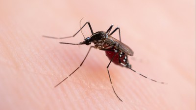 सुदूरपश्चिममा डेङ्गुबाट तीन वर्षमा सात हजारभन्दा बढी प्रभावित