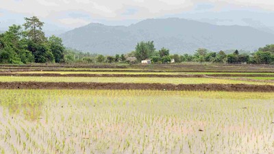 पानी नपर्दा धनुषामा धान रोपाइँ प्रभावित