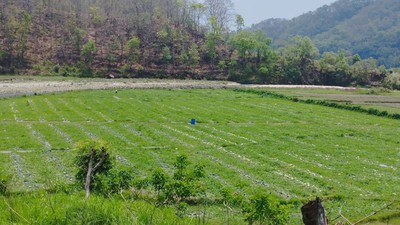 सुरौदी खोला कटान : वर्षौँदेखि चुनावी मुद्दा, पीडितका समस्या उस्तै