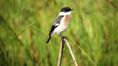 शुक्लाफाँटामा विश्वकै दुर्लभ १९ प्रजातिका चरा