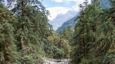 वन ऐनको दफा ४२ मा संशोधन: नयाँ व्यवस्था ‘केही खुकुलो’, तर अझै अपर्याप्त
