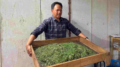 आठ करोडको लगानीमा चिया उद्योग सञ्चालन : उत्पादित ‘अर्गानिक अर्थोडक्स’ अन्तरराष्ट्रिय बजारमा